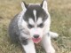 Magnifique femelles et male Husky Sibérie