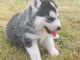 Magnifique 2femelles et male Husky Sibérie