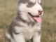 Magnifiques chiots Husky Siberie Femelles et Mâles LOF