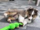 Chiots Berger Shetland