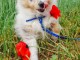 chiots berger de shetland LOF