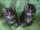 Deux chats tigres en adoption