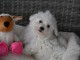 Chiot type bichon maltais de 3 mois pour adoption