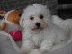 Chiot type bichon maltais de 3 mois pour adoption