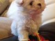 Chiot type bichon maltais de 3 mois pour adoption