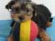 Donne chiot type chiot Yorkshire Terrier