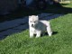 Donne chiot type Husky Sibérien