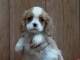 Mignon Chiot blenheim Cavalier King spaniel femelle à Donner