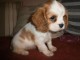 Chiot Cavalier King Charles femelle à donner