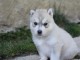 Adorable Chiot Husky de siberien femelle à donner