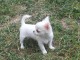 Adorable Chiot FEMELLE DE Type Chihuahua A DONNER