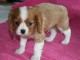 Adorable FEMELLE Cavalier King Charles A DONNER