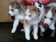 Adorables chiots husky Sibérien lof a donner 