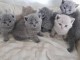 Chatons British shorthair loof disponible  de suite