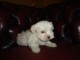 A DONNER Chiot Bichon Maltais FEMELLE