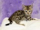 Chaton Bengal 1 FEMELLE MARBLE DISPONIBLE A DONNER