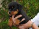 A Donner Chiot type Rottweiler Femelle