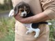 Adorable chiot type beagle femelle A DONNER