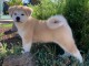 Magnifique Chiot Shiba Inu femelle à donner