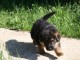 Chiot types Berger allemand femelle A Donner