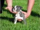 3 mois A donner Chiot Mâle american bully