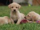 Chiots Labrador a donner 