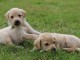 Chiots Labrador a donner 