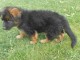 chiots Berger allemand LOF a donner