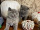 Deux chatons Bristish Shorthair a donner