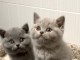 Deux chatons Bristish Shorthair a donner