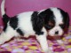 Je donne chiot cavalier king charles femelle 