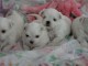 chiots bichons maltais adorable