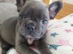 Adorable Chiots type bouledogue francais