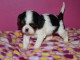 Chiot cavalier king charles femelle