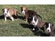 chiot American staffordshire