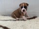  chiot American staffordshire terrier