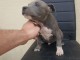 chiot American staffordshire terrier trois mois