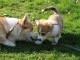 chiots welsh corgi pembroke