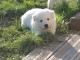 A donner chiot berger blanc suisse femelle