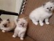 nos chatons ragdoll sont prêts pour leur nouvelle maison maintena