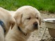 Donne chiot type Golden Retriever