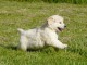 Donne chiot type Golden Retriever