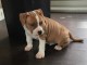 chiot American staffordshire terrier trois mois