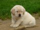 Donne chiot type Golden Retriever