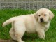 Donne chiot type Golden Retriever