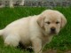 A DONNER Magnifique Chiot Golden Retriever Pure Race