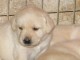 chiots golden retriever lof a donner