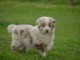 A donner chiot berger australien femelle