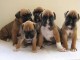 Chiots boxer lof pour bonne maman