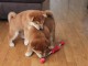 Adoption chiot shiba inu